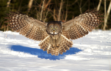 Картинка животные совы снег крылья