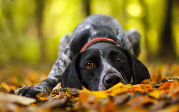 Картинка животные собаки собака друг осень