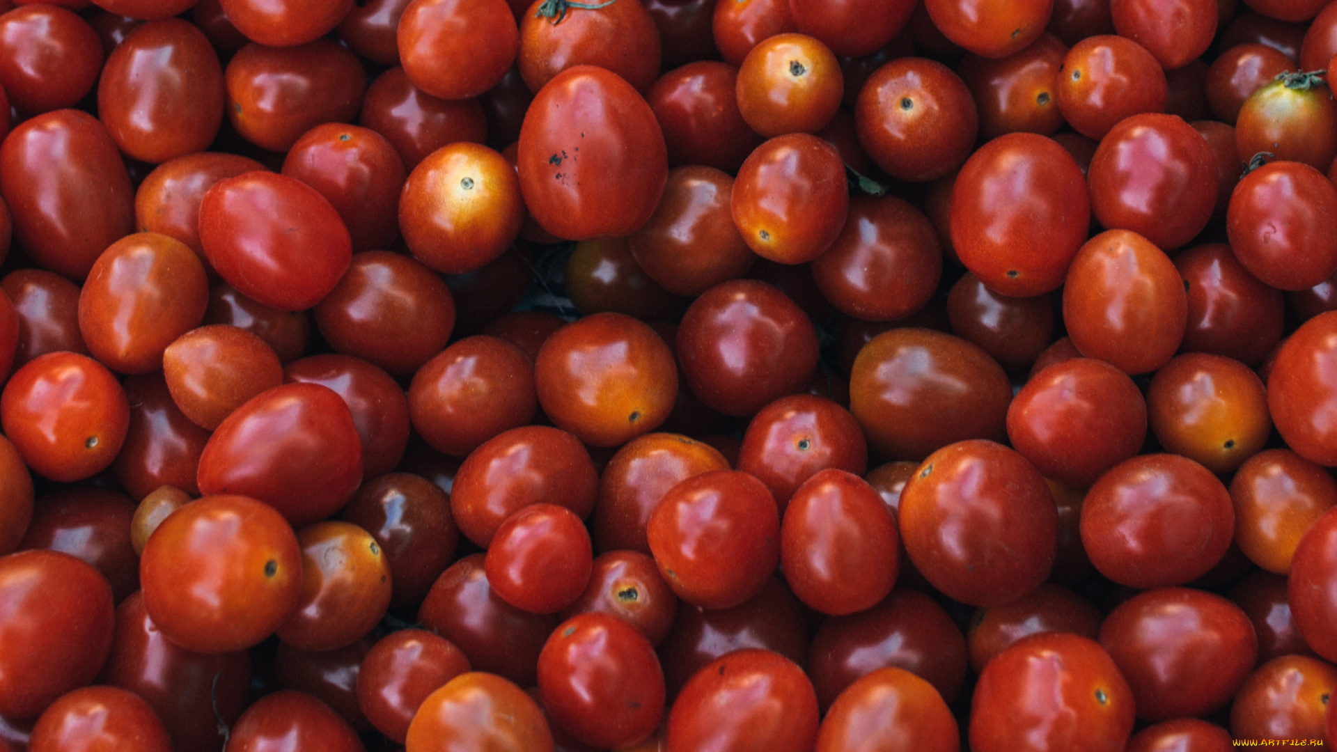 еда, помидоры, урожай, много, томаты