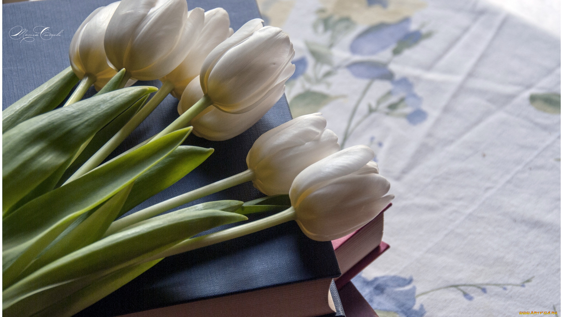 цветы, тюльпаны, книги, бутоны, белый