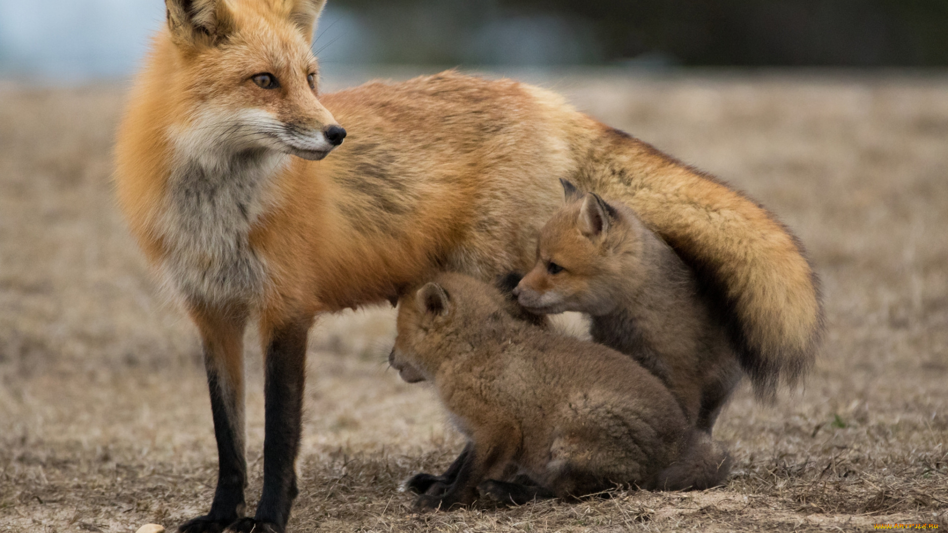 животные, лисы, потомство, лисичка