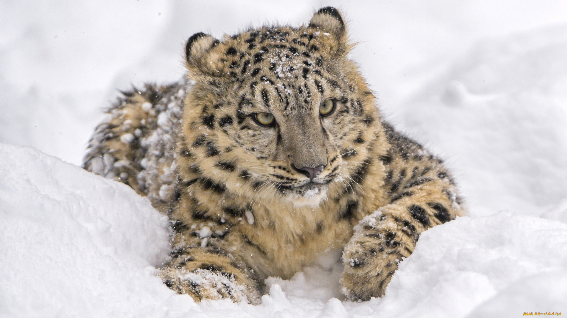животные, снежный, барс, , ирбис, кошка, барс, снег, отдых, лежит, морда, хищник, зоопарк