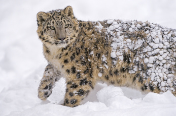 Картинка животные снежный+барс+ ирбис снег пятна кошка барс молодой