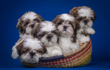 Картинка животные собаки корзина ши-тцу щенки квинтет