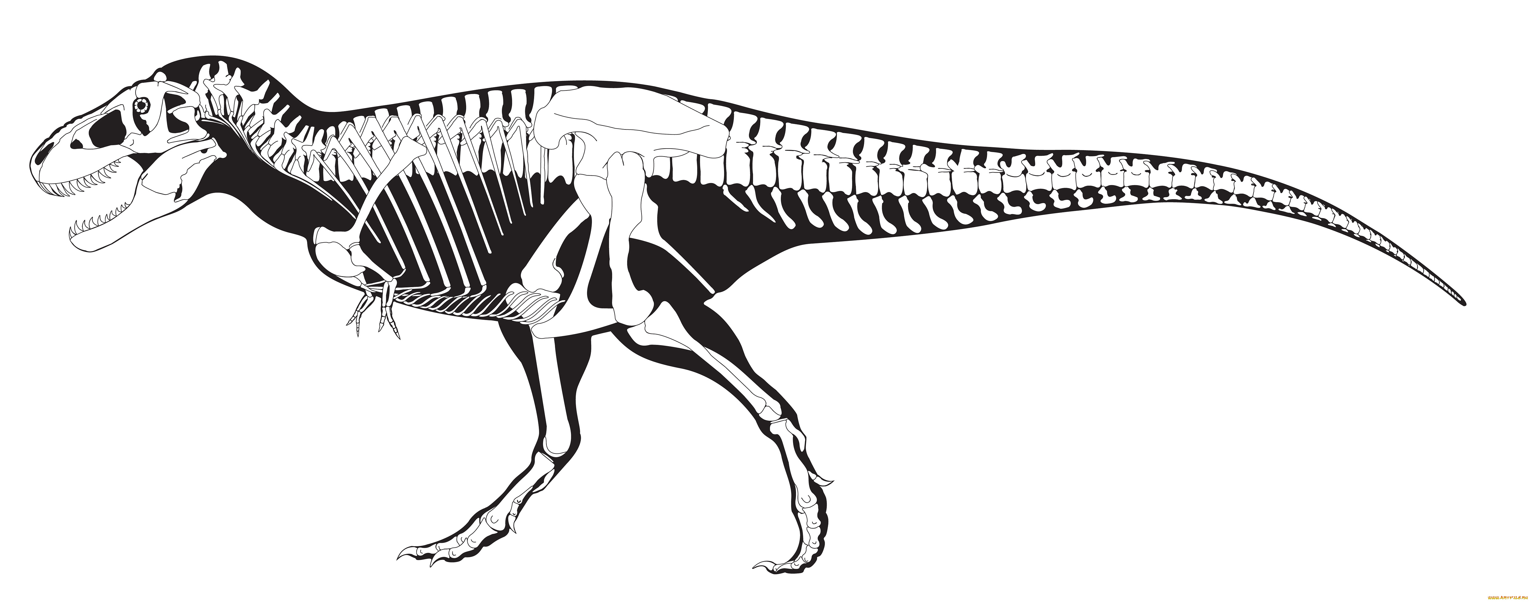 рисованное, минимализм, скелет, белый, черный, тираннозавр, динозавр