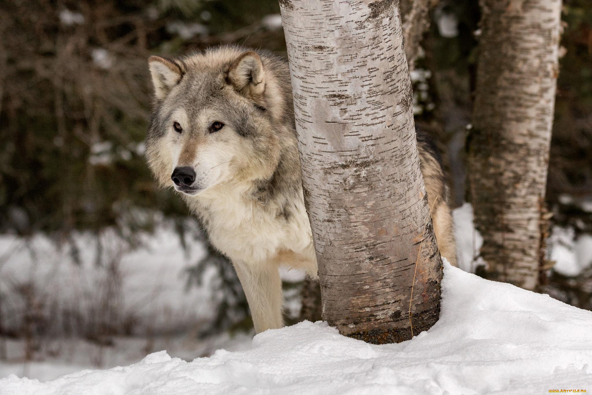 животные, волки, , койоты, , шакалы, волк, снег, деревья, серый, зима
