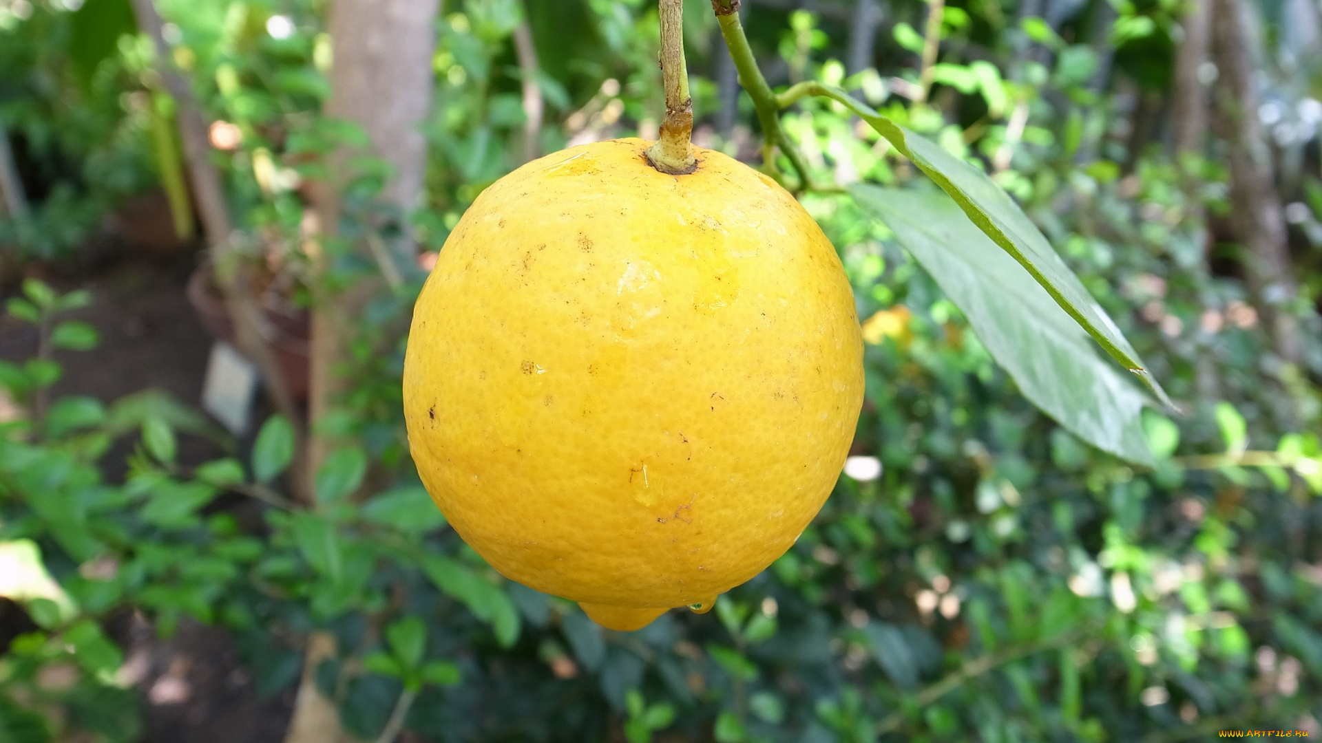 природа, плоды, лимон, ветка