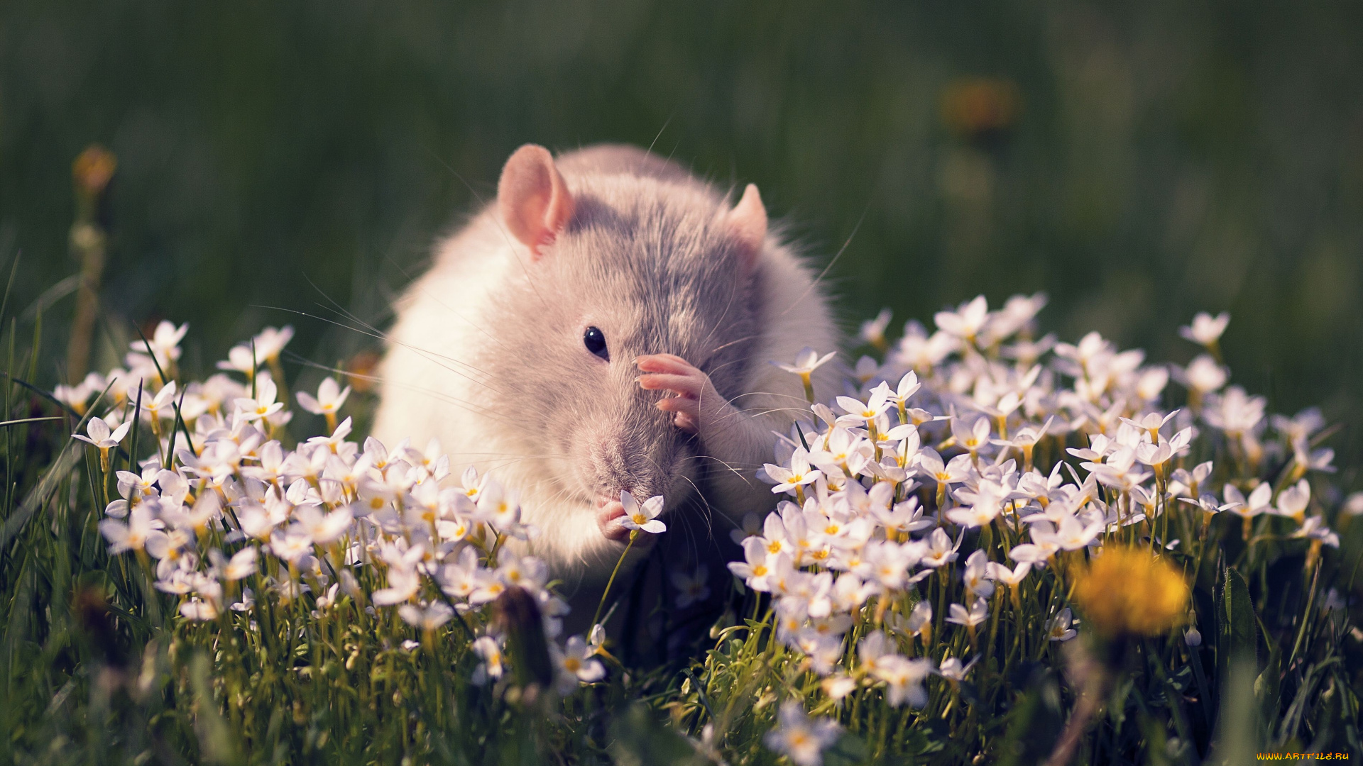 животные, крысы, мыши, крыса, цветы