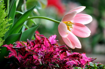 Картинка цветы разные вместе тюльпан поклон