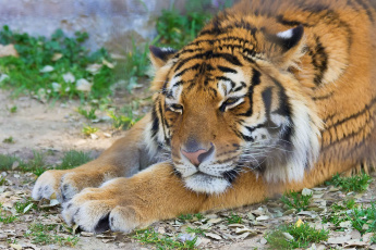 Картинка животные тигры лапы морда тигр