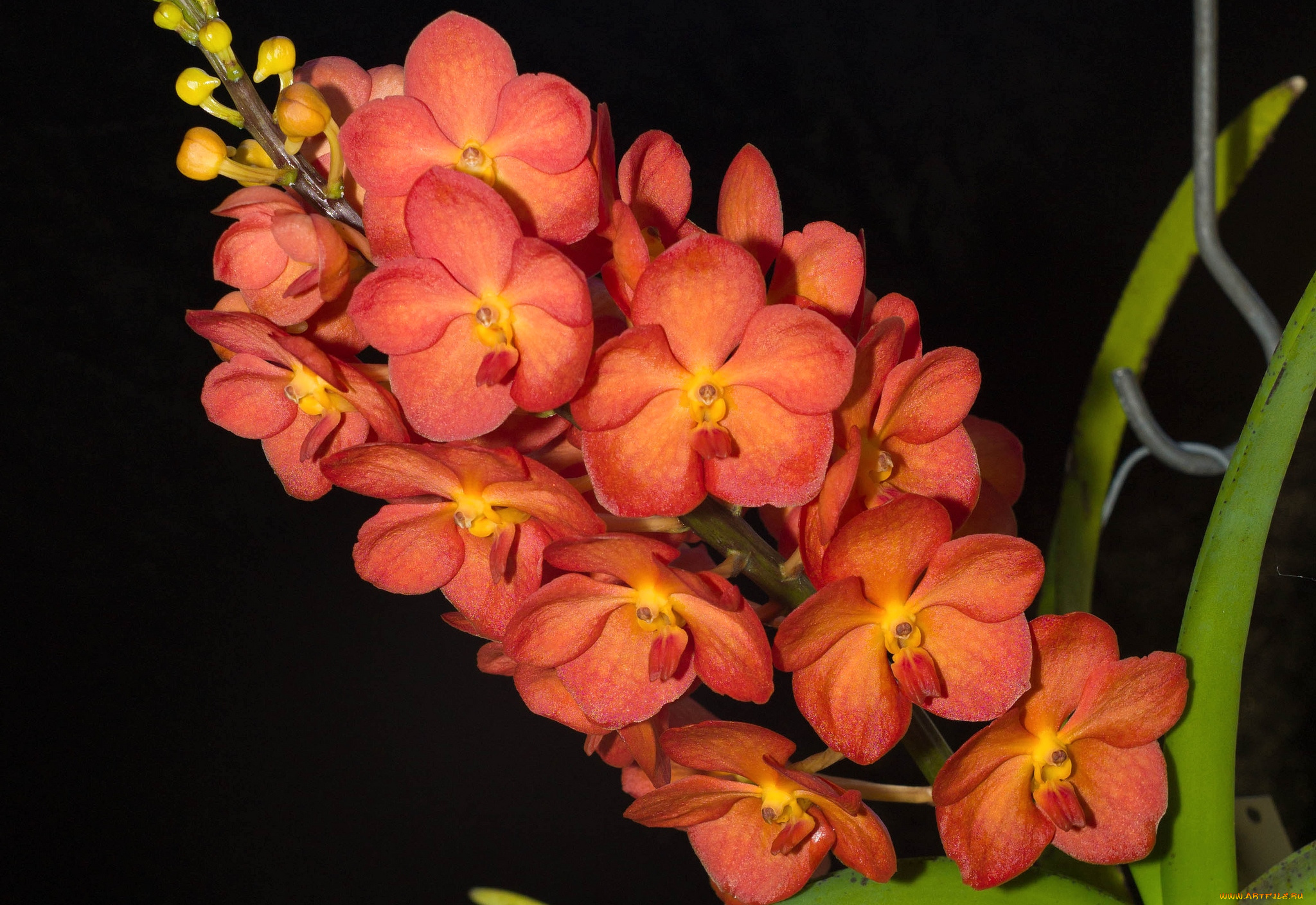 цветы, орхидеи, оранжевый
