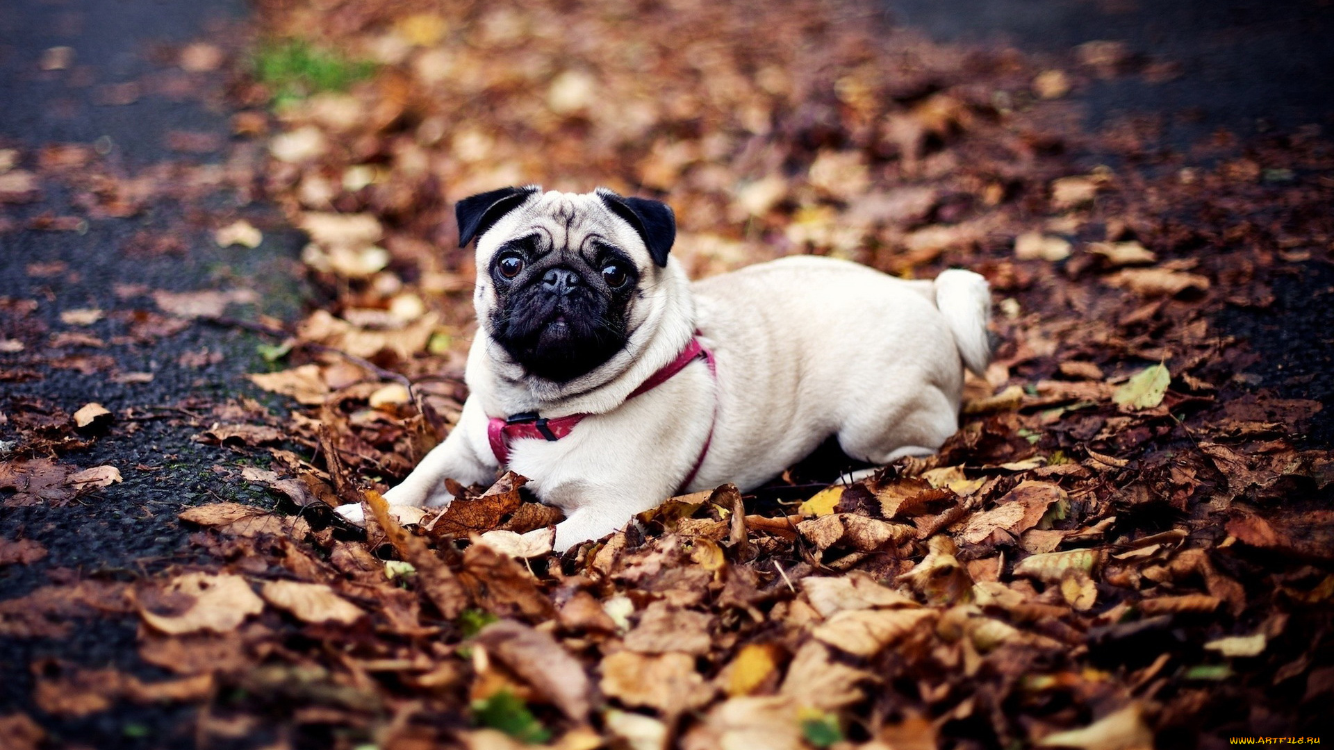 животные, собаки, листья, осень, собака