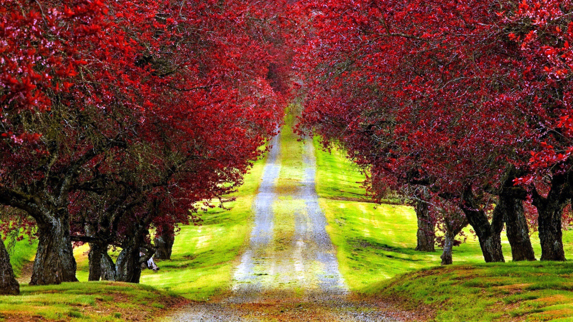 природа, дороги, дорога, проселочная, осень, деревья