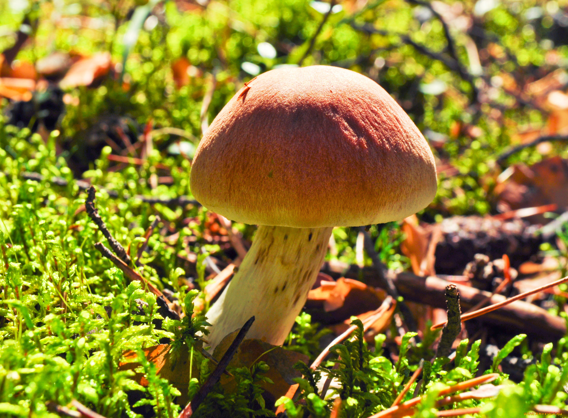 природа, грибы, шляпка