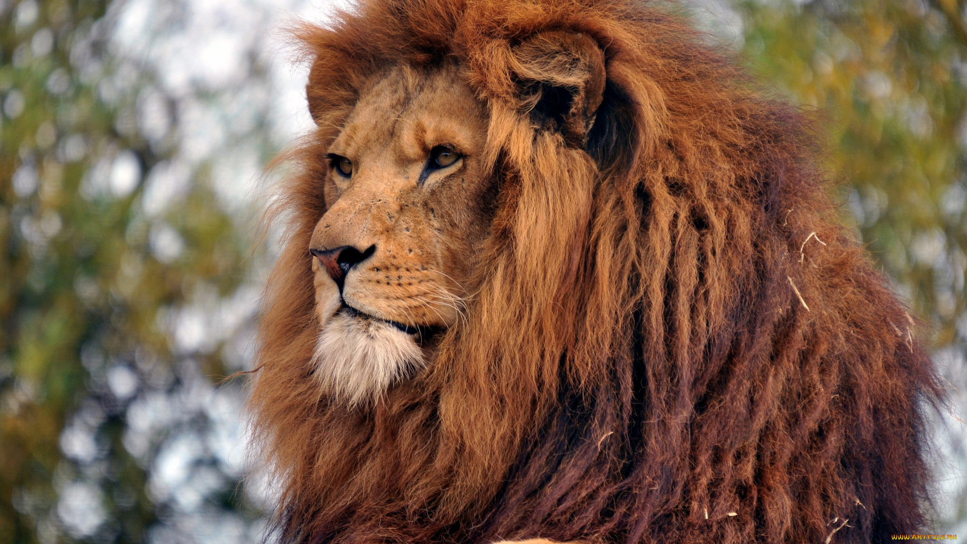 животные, львы, большой, грозный, рыжий, шрамы, хищник