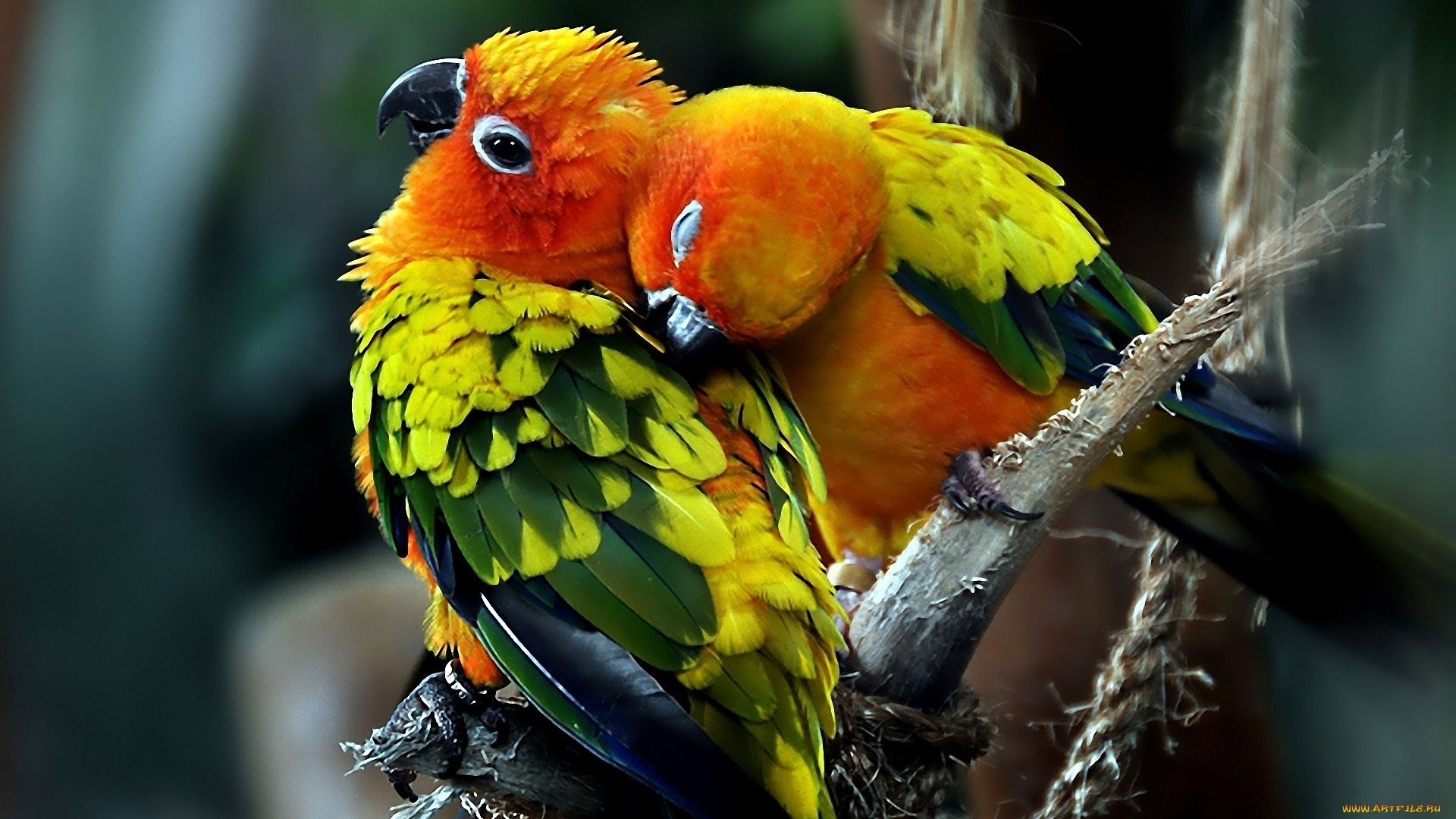 животные, попугаи, любовь, птицы, пара