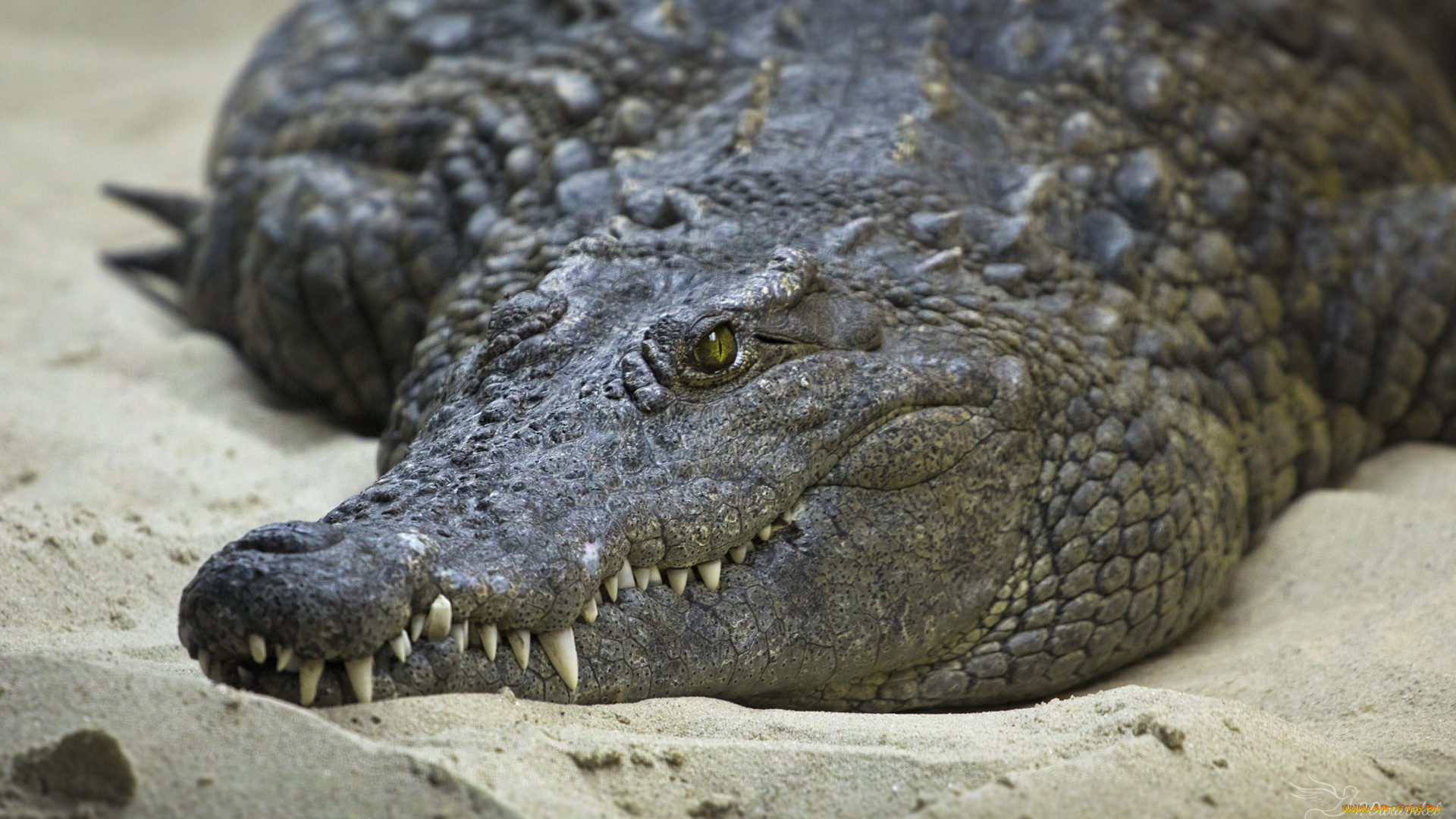 животные, крокодилы, песок, берег, зубы, глаза, крокодил
