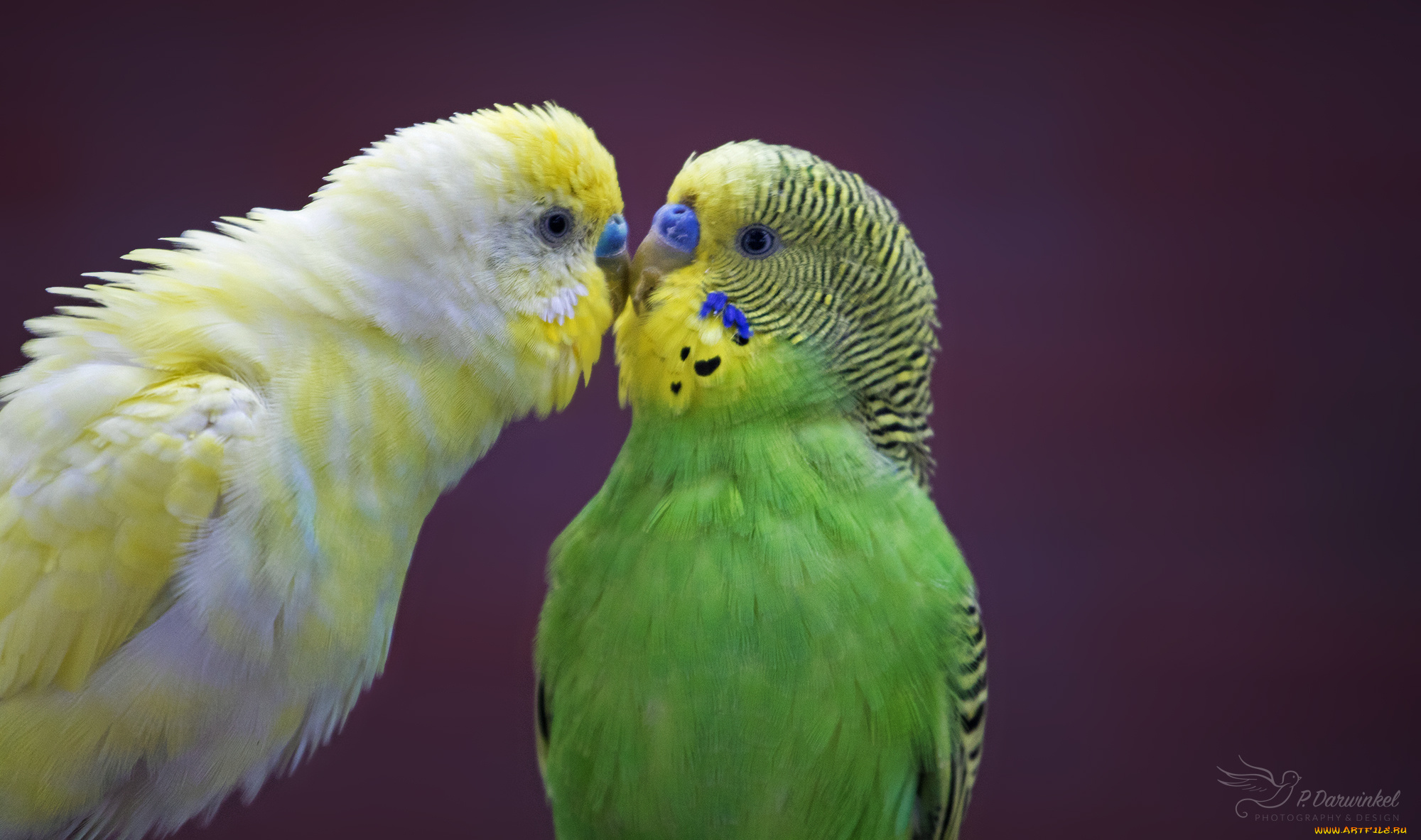 животные, попугаи, птицы, любовь, пара