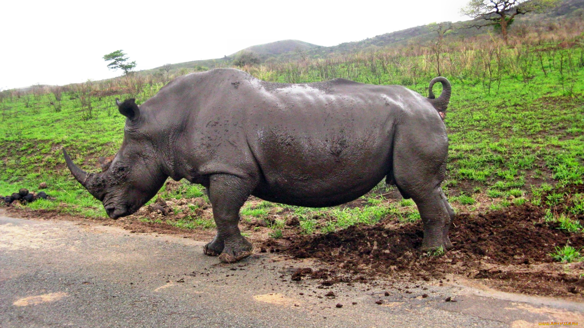 животные, носороги, грязь, дорога, поле, носорог