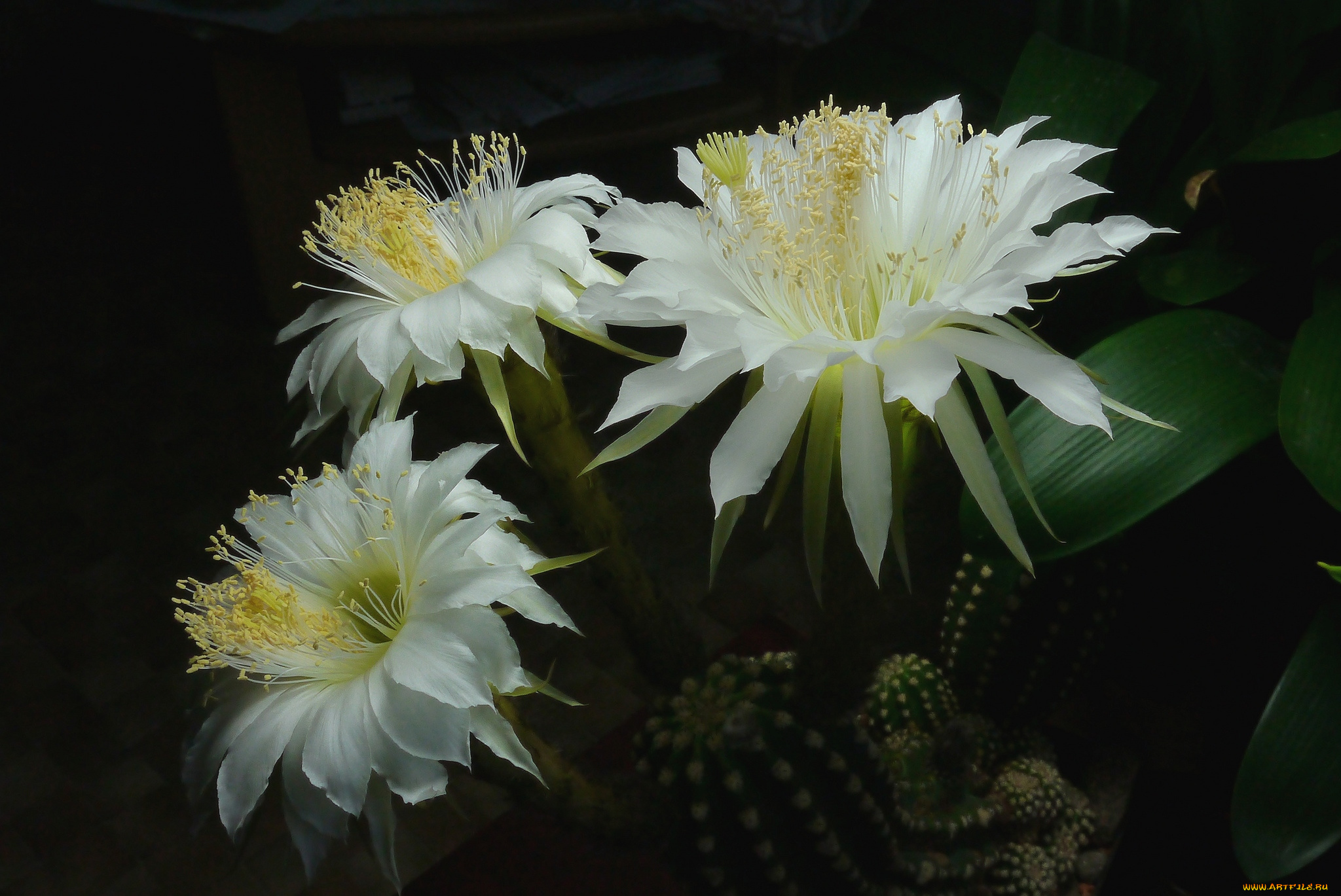 цветы, кактусы, белый