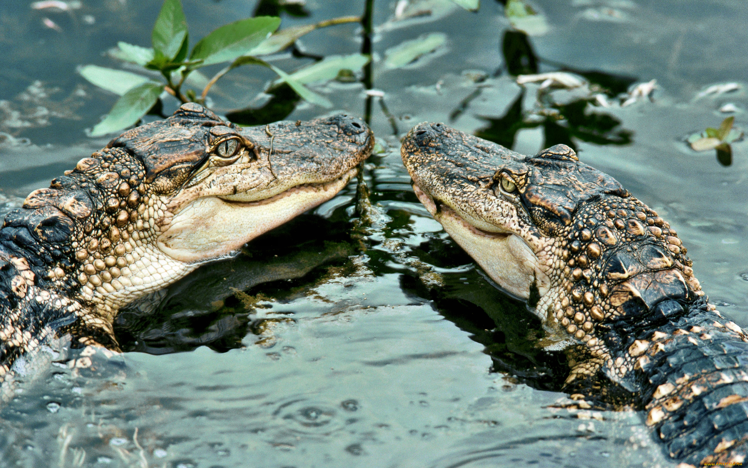 животные, крокодилы, растительность, вода