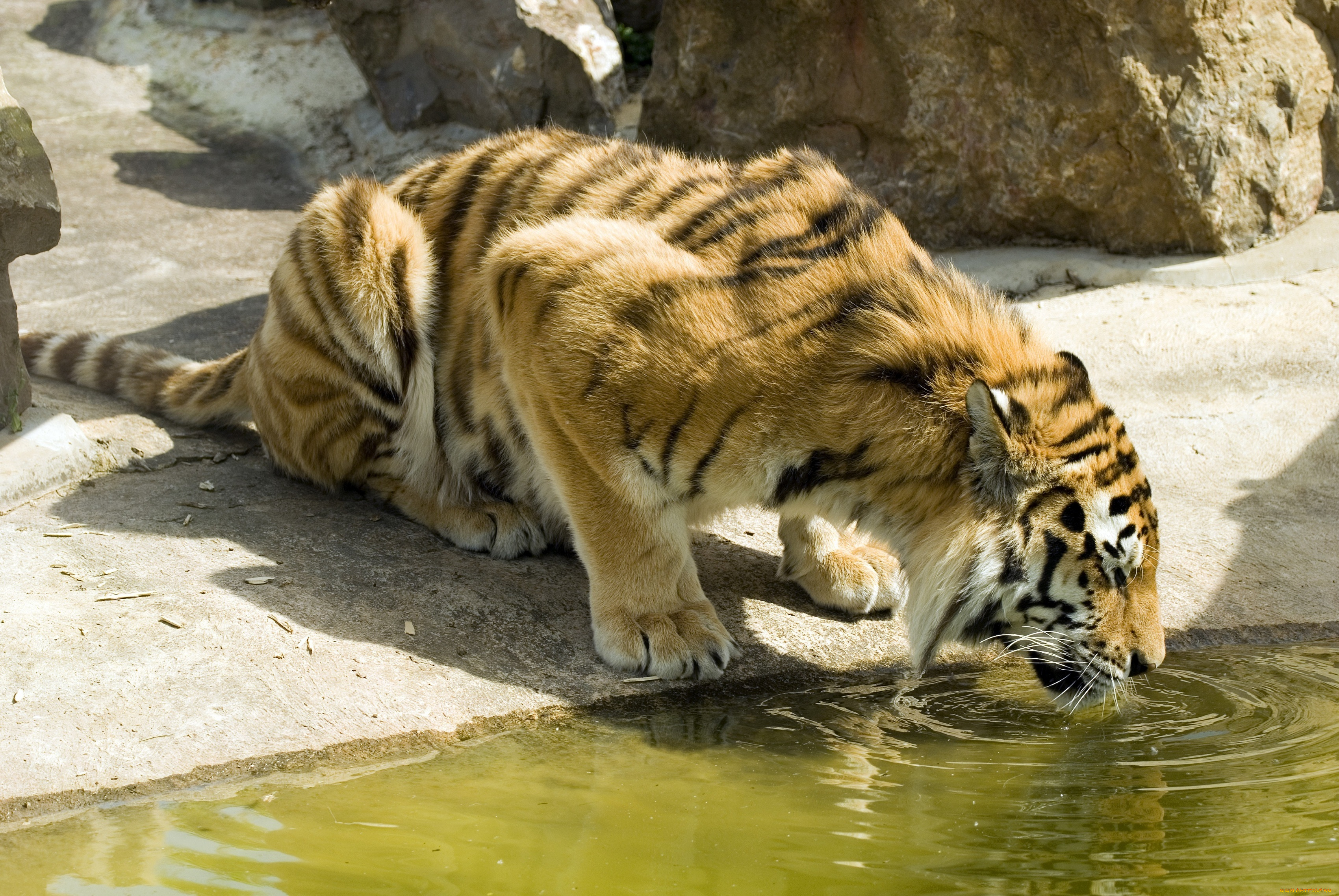 животные, тигры, тигр, водопой