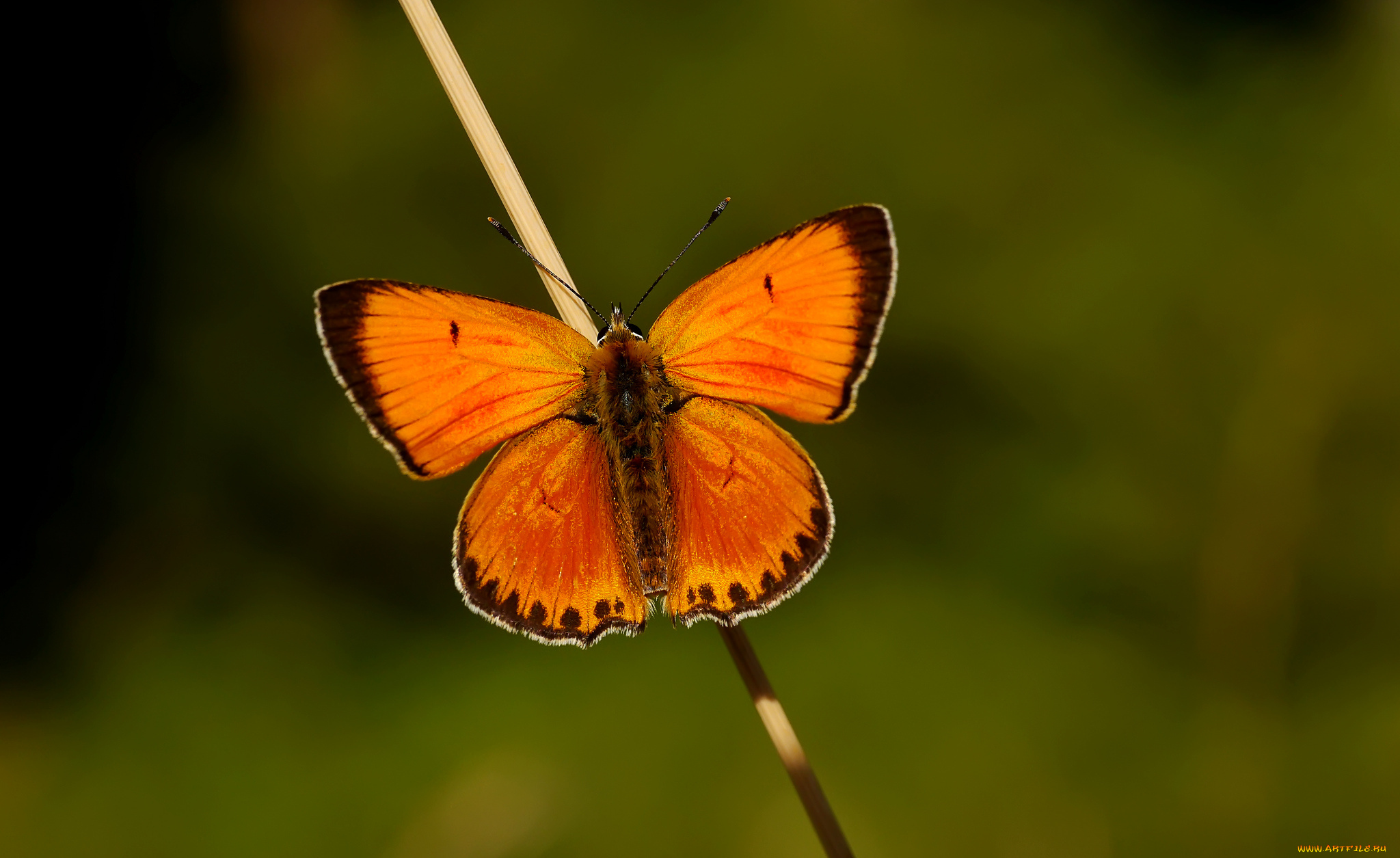 животные, бабочки, крылья, макро, оранжевая, усики, бабочка, палочка, травинка