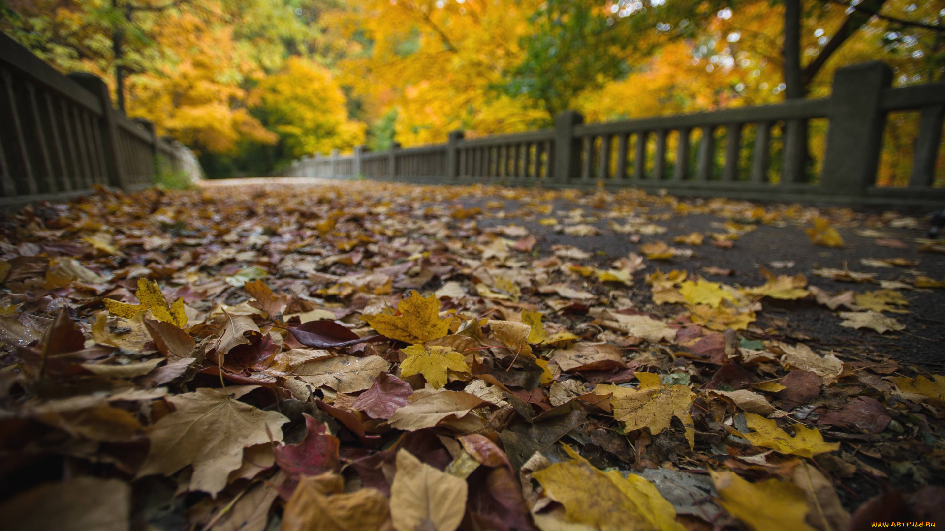 природа, листья, парк, осень, мостовая