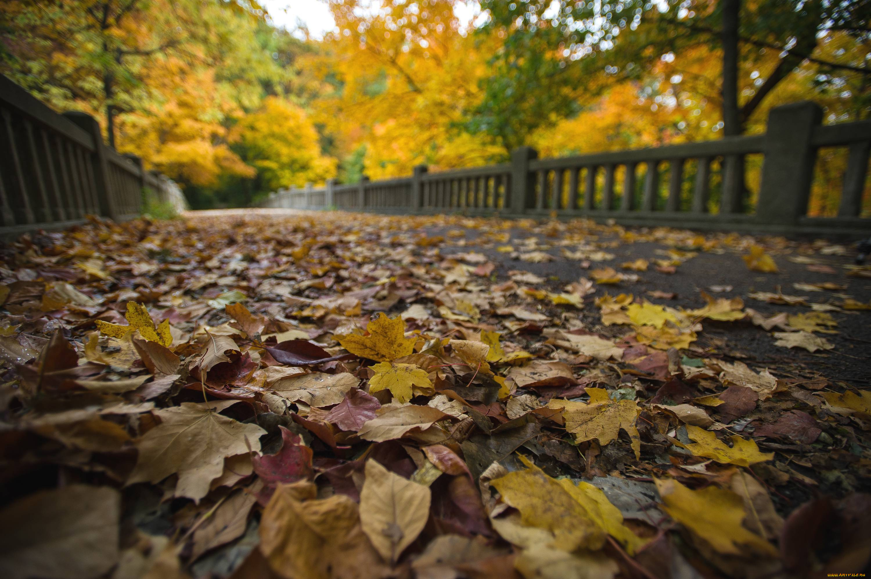 природа, листья, парк, осень, мостовая