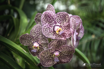 Картинка цветы орхидеи пестрый экзотика ветка