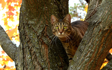 Картинка животные коты кот дерево ствол ветви глазища