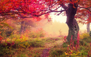 обоя природа, лес, листья, leaves, autumn, осень, tree, forest