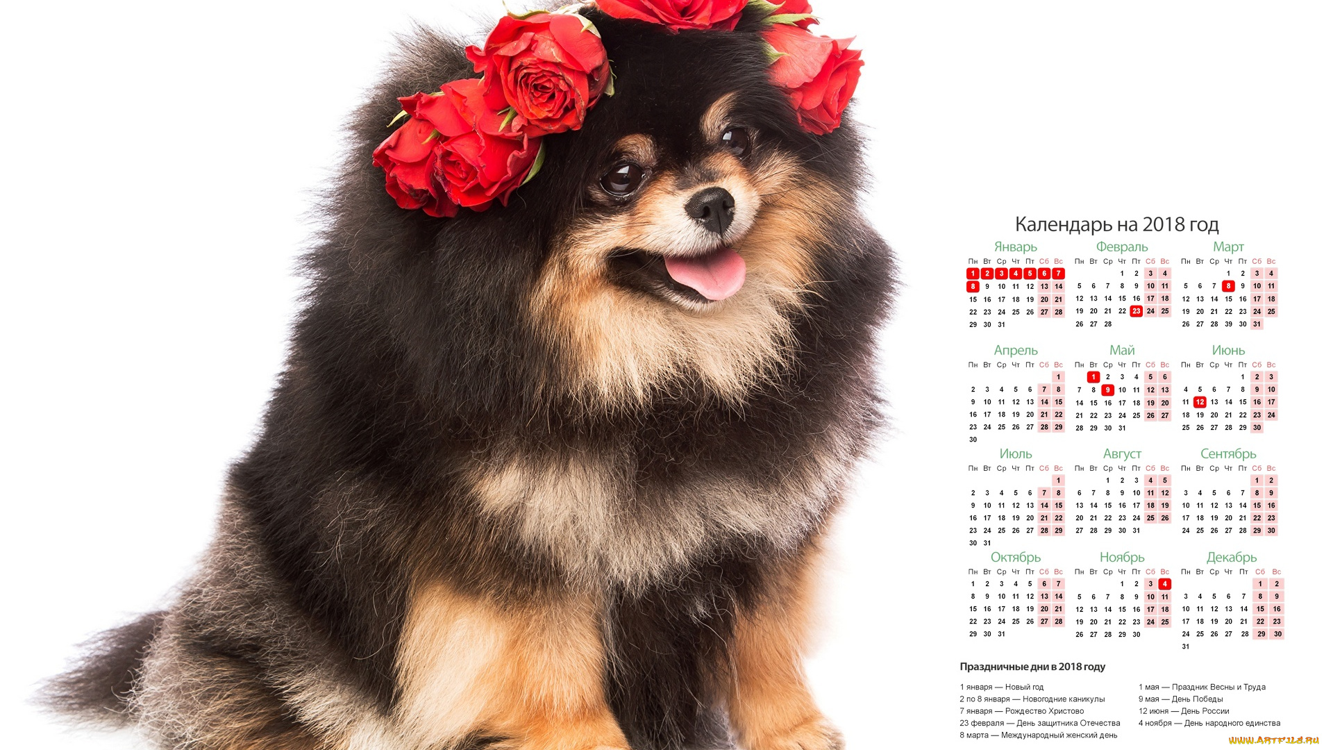 календари, животные, цветы, собака, белый, фон, розы