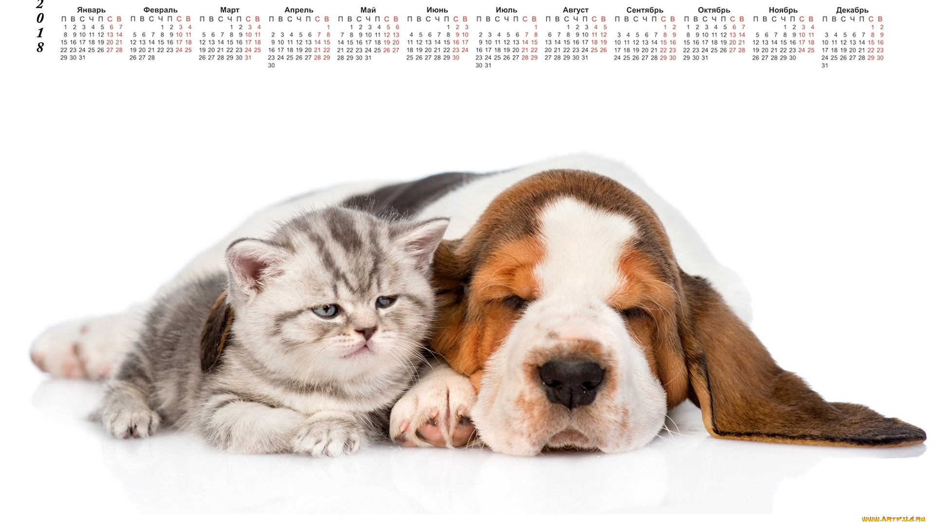 календари, животные, собака, кошка, белый, фон