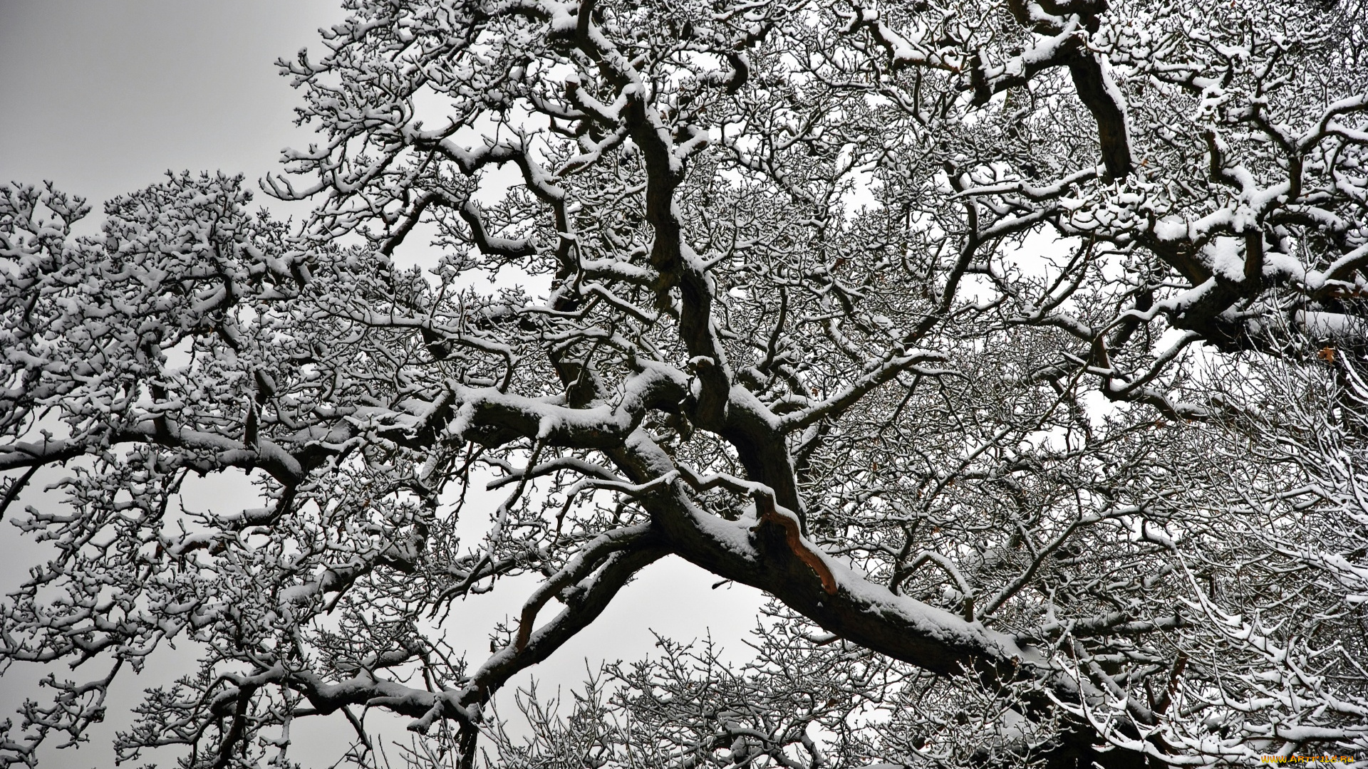 природа, деревья, снег, дерево
