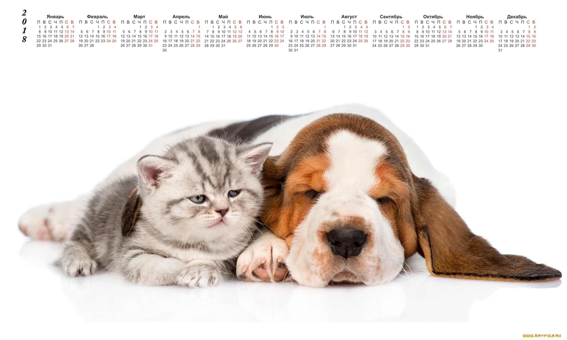 календари, животные, собака, кошка, белый, фон