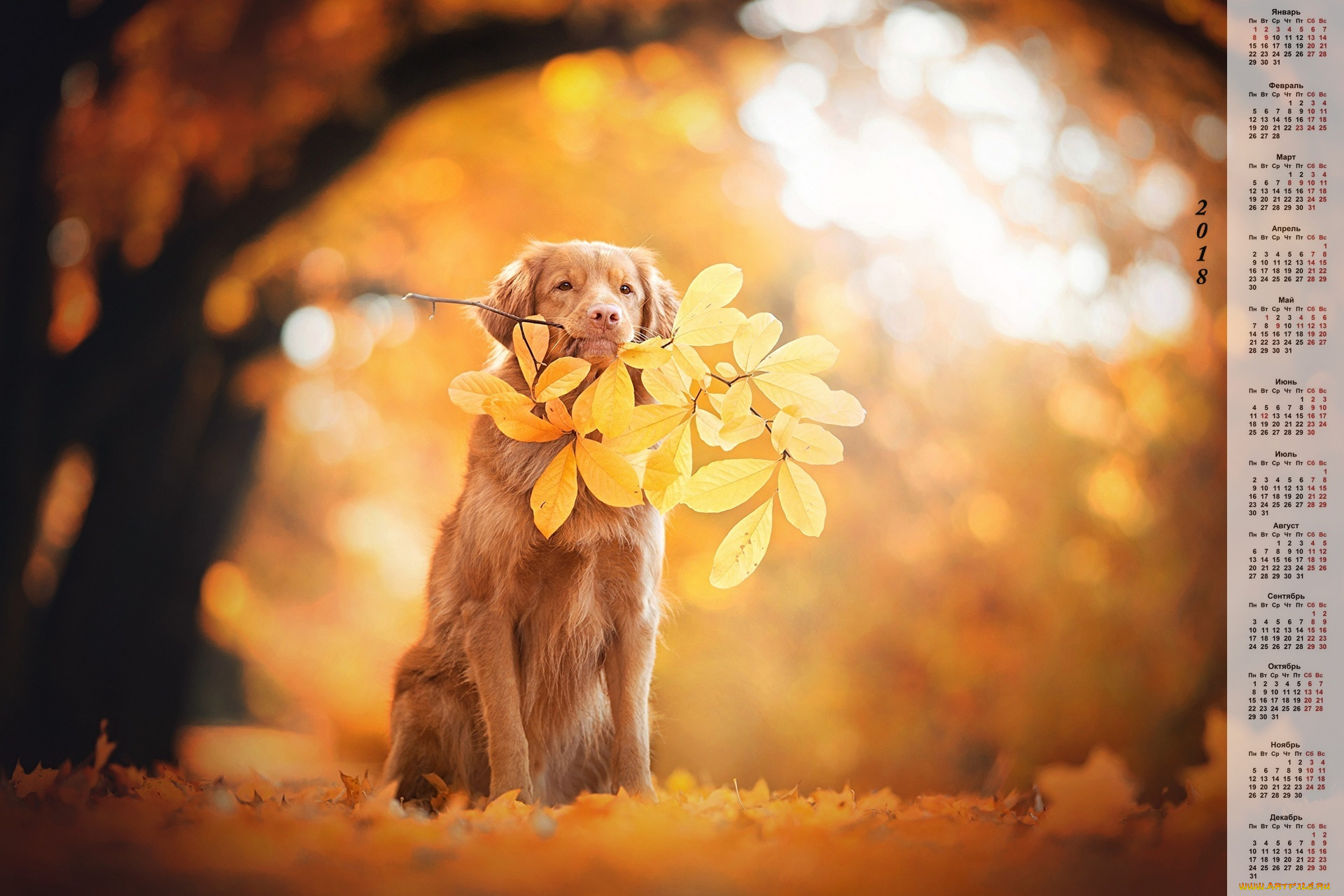 календари, животные, листья, ветка, собака, осень