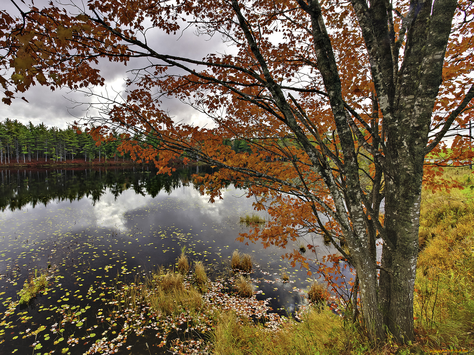 природа, реки, озера, листья, осень