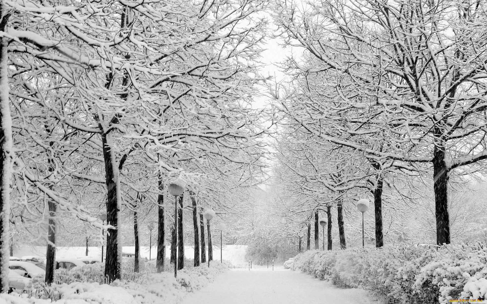 природа, зима, светильники, снег, алея, деревья