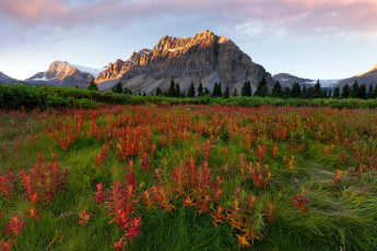 Картинка glacier national park usa montana природа луга цветы трава снег горы ели