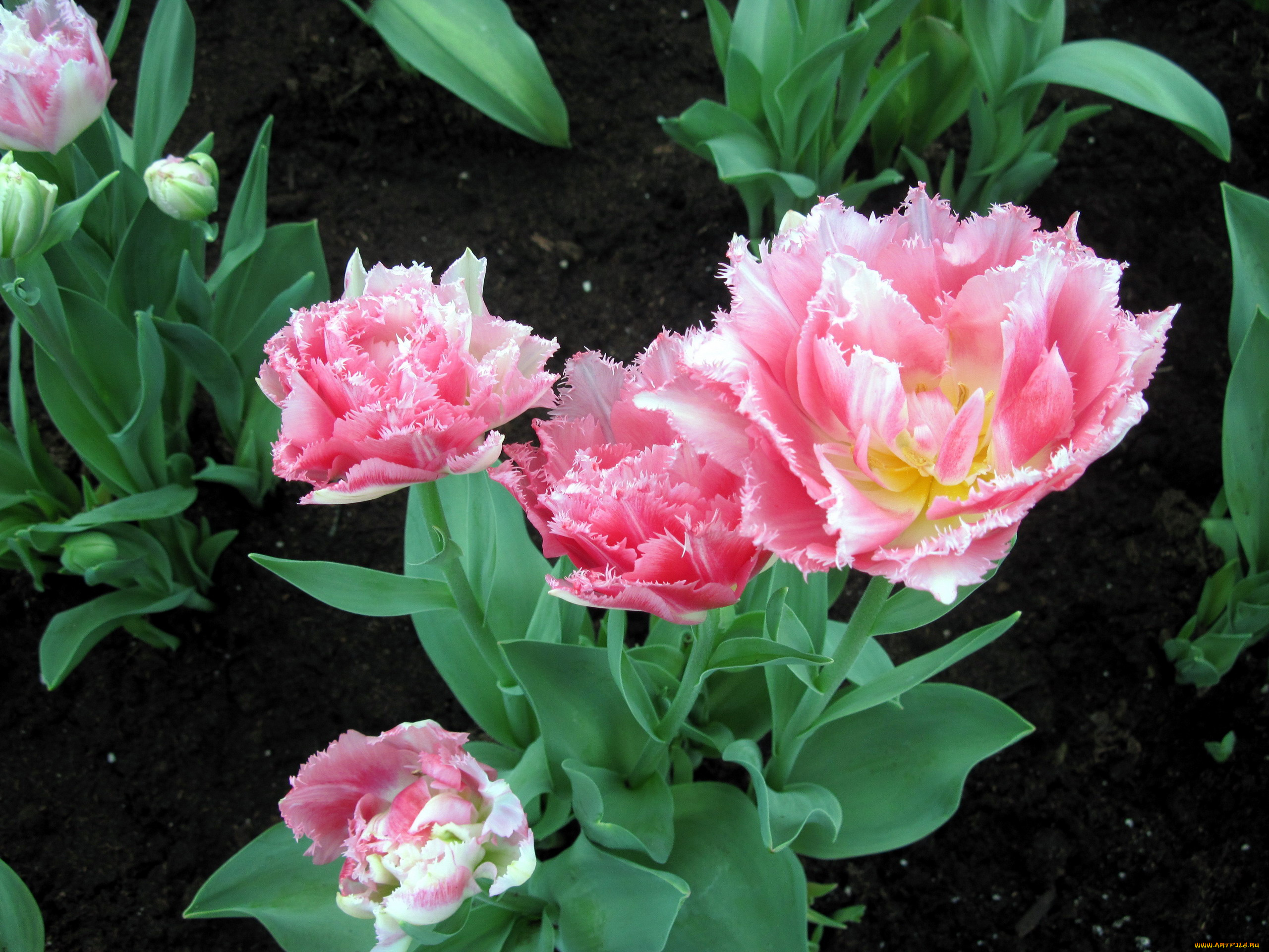 цветы, тюльпаны, махровые, розовые