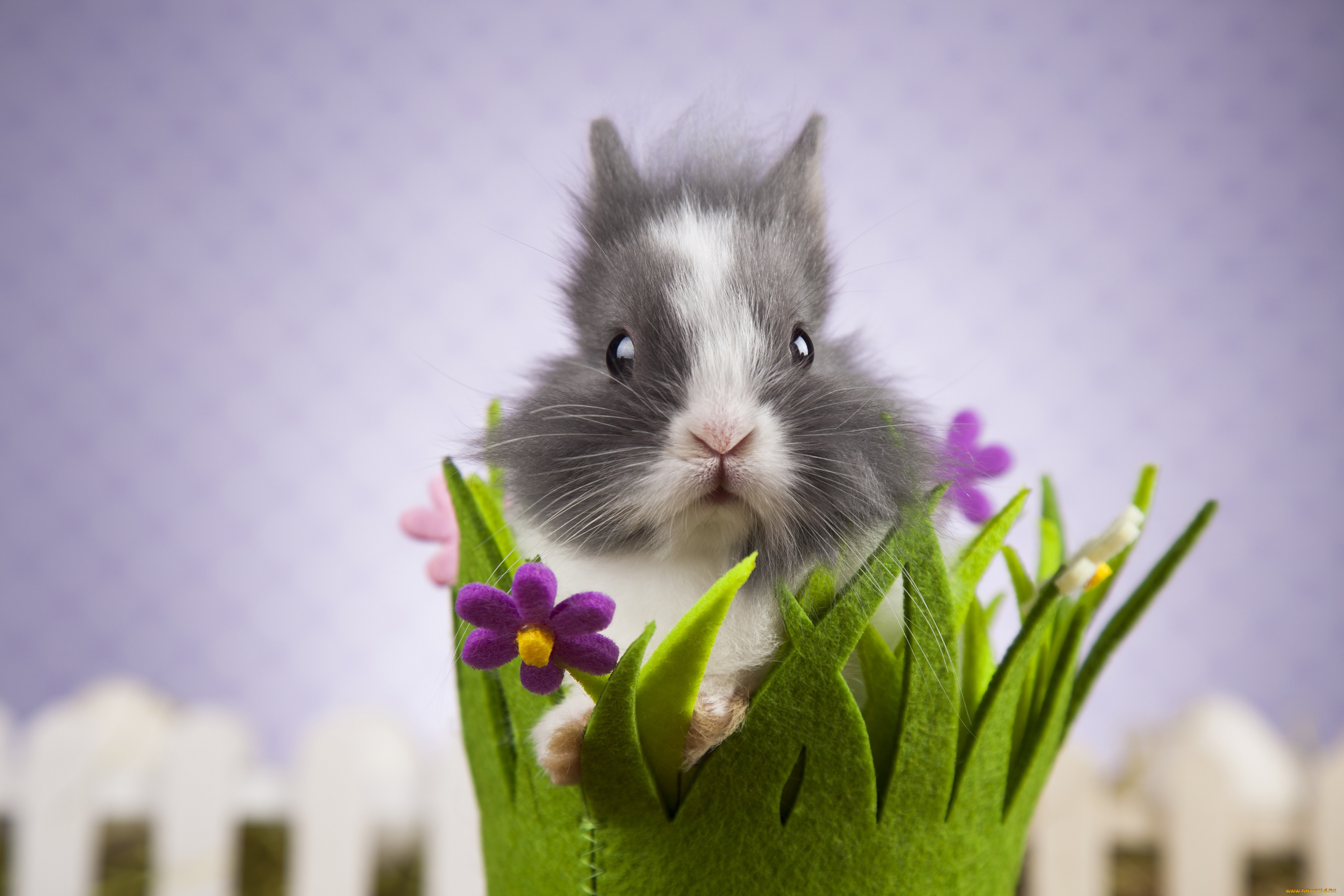 животные, кролики, , зайцы, корзинка, цветы, фон, кролик
