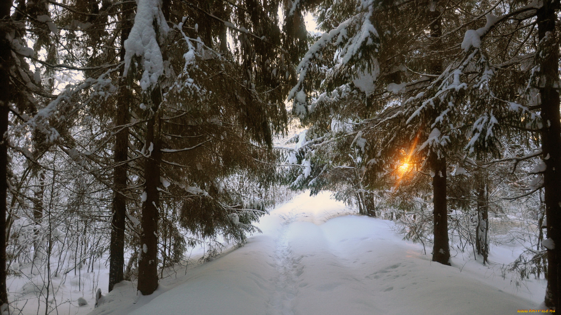 природа, зима, лес, дорога, деревья, снег