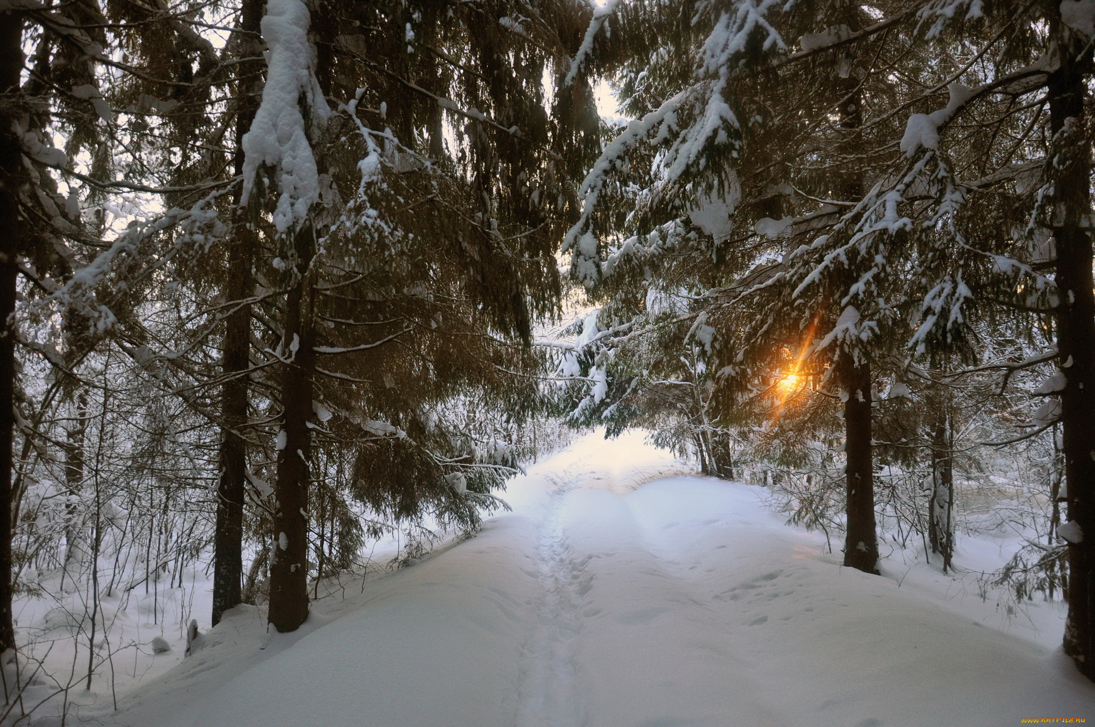 природа, зима, лес, дорога, деревья, снег