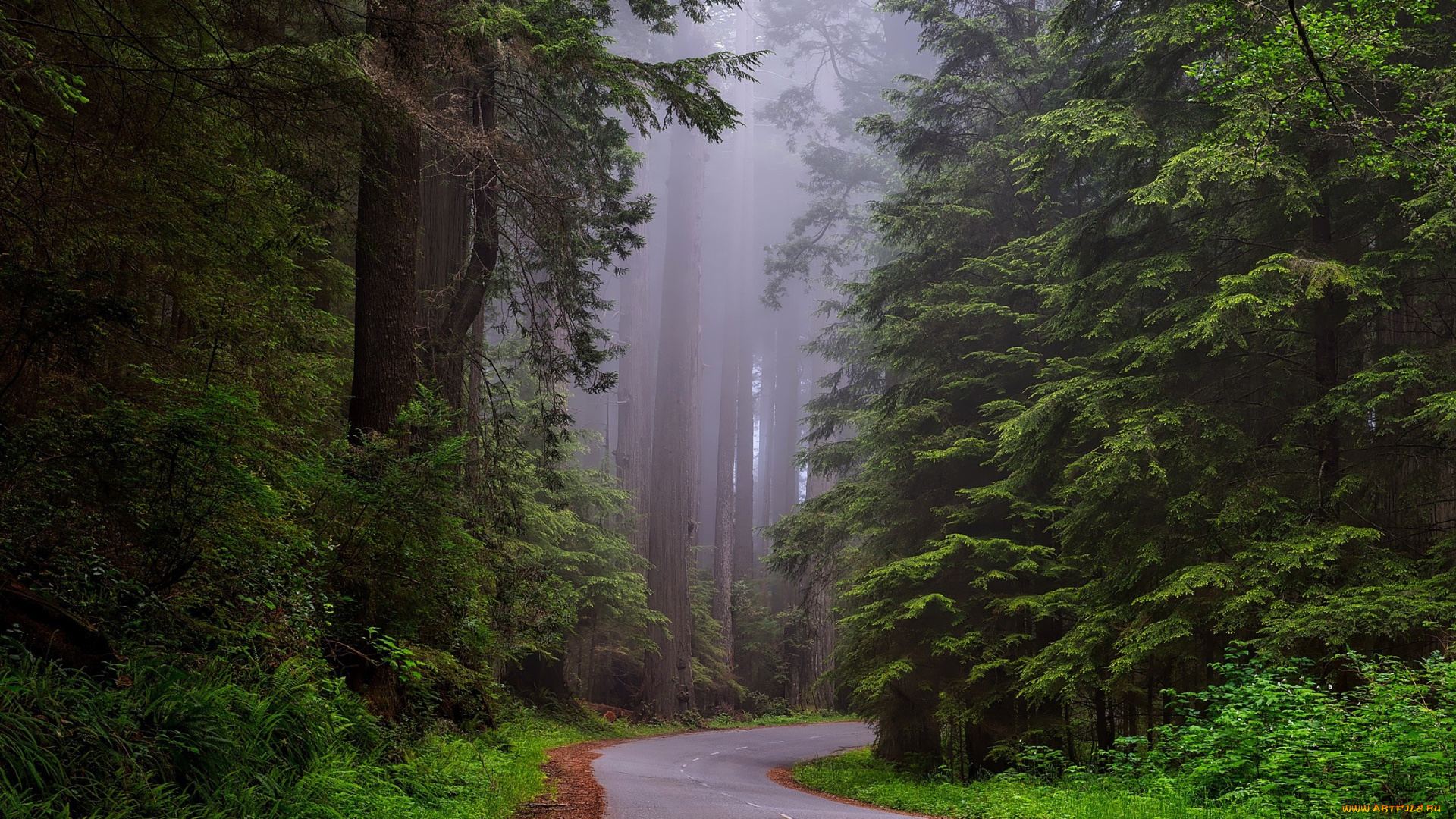 природа, дороги, дорога, лес