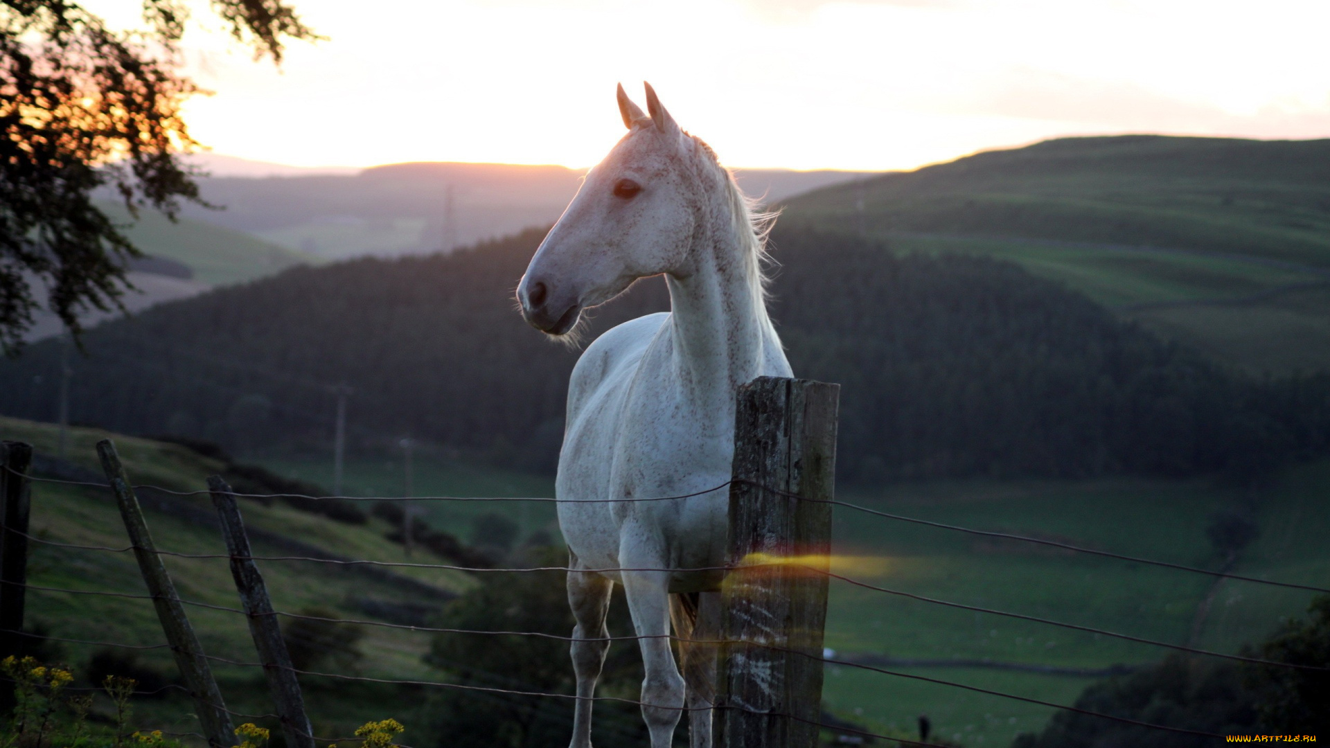 животные, лошади, лошадь, закат, горы, ограда, белая
