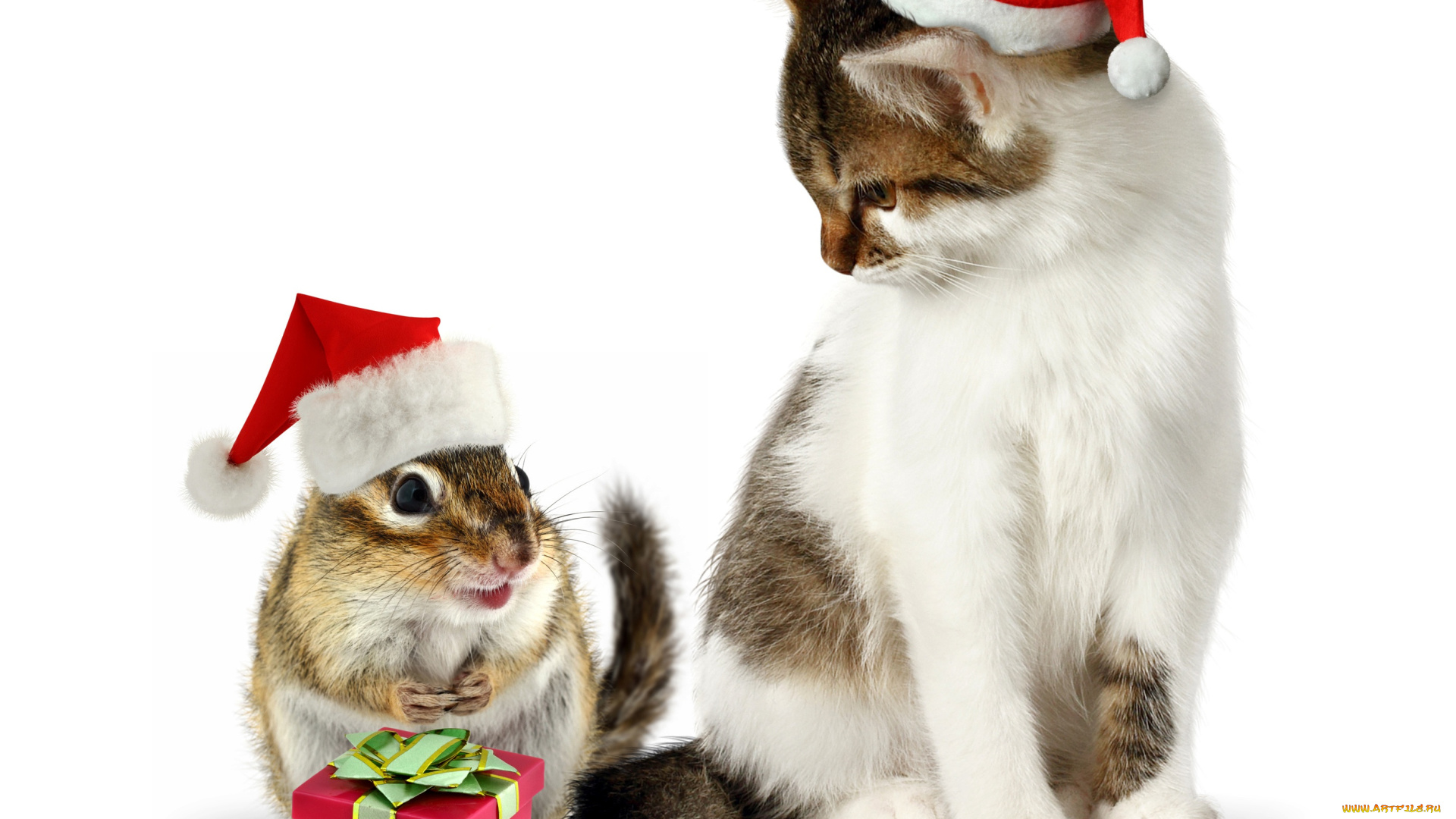 животные, разные, вместе, кот, подарок, новый, год, кошка, new, year, шапка, gift, колпак, cat, christmas, зверек, бурундук
