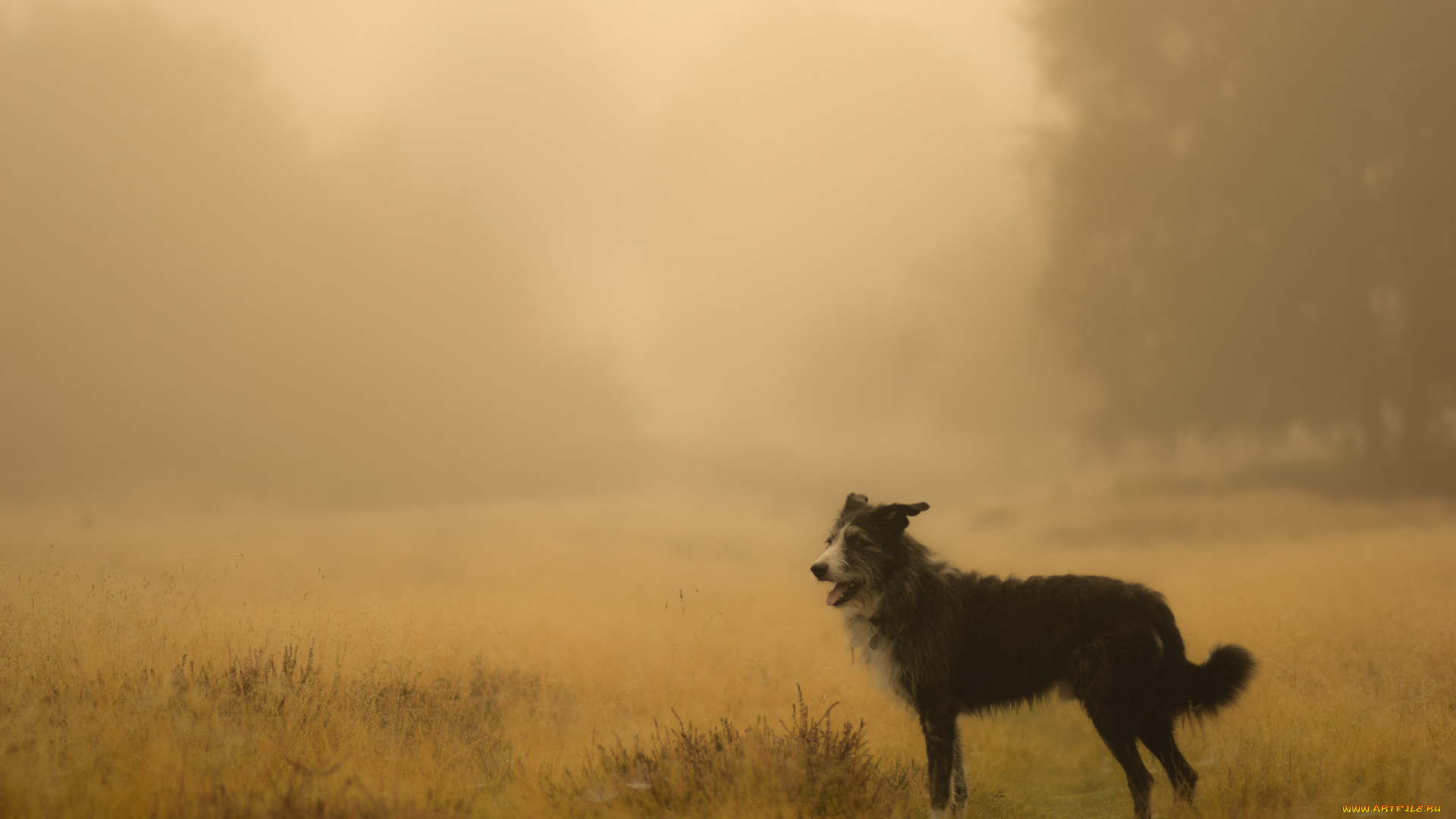 животные, собаки, собака, поле, туман