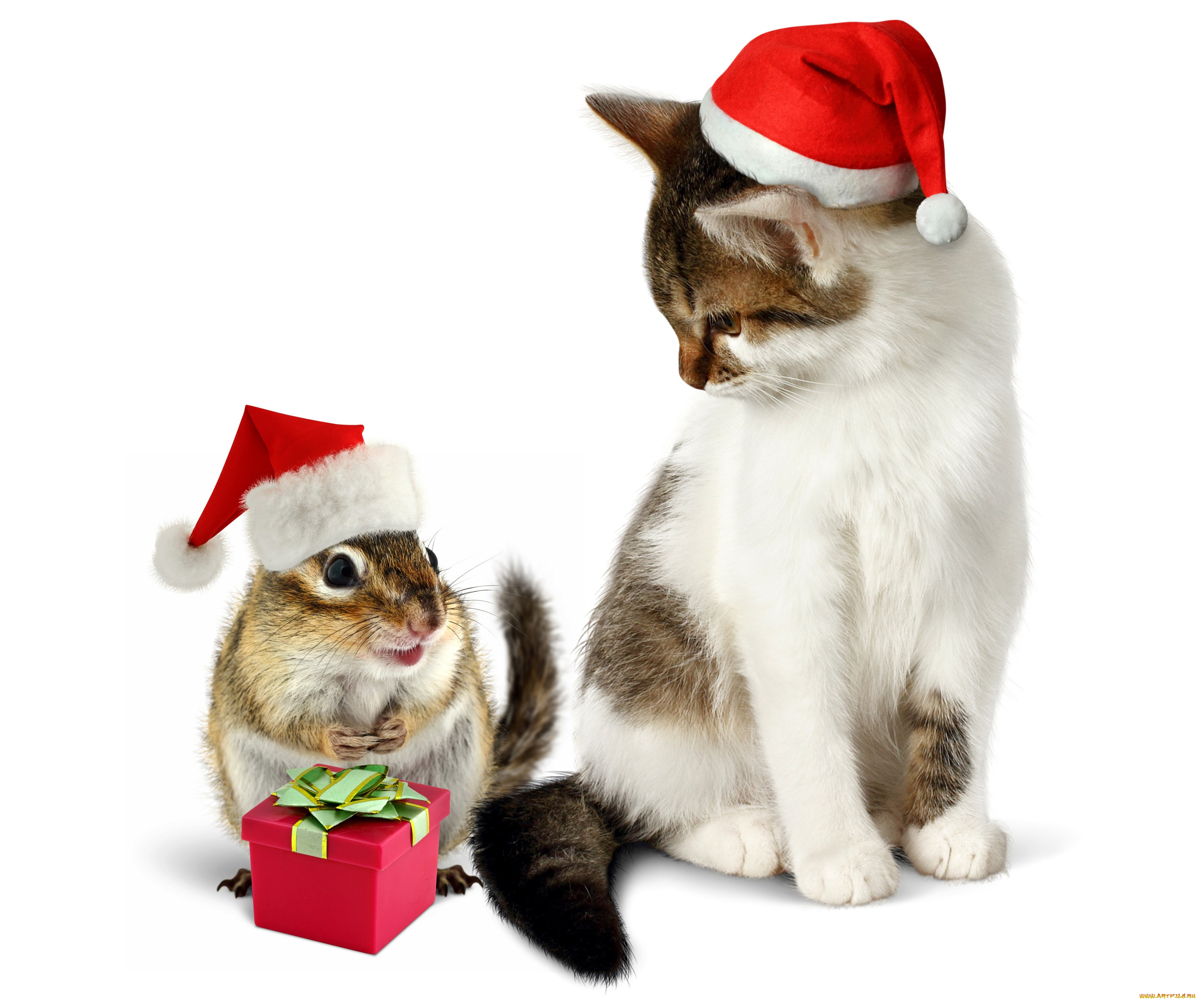 животные, разные, вместе, кот, подарок, новый, год, кошка, new, year, шапка, gift, колпак, cat, christmas, зверек, бурундук