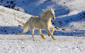 Картинка животные лошади склоны поле галоп зима снег белый конь лошадь